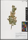 Foto von Salix hastata L.